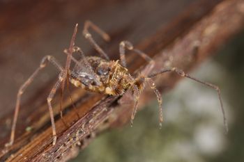 Media type: image;   Invertebrate Zoology 49771